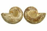 Jurassic Cut & Polished Ammonite Fossil - Madagascar #289378-1